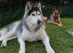 Foto del paseo: Akira y Simba en el pasto