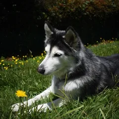 Foto del paseo: Akira