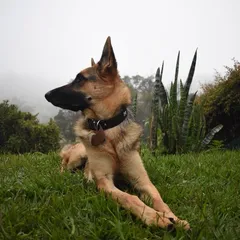 Foto del paseo: Simba